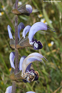 Salvia indica  Salvia indica