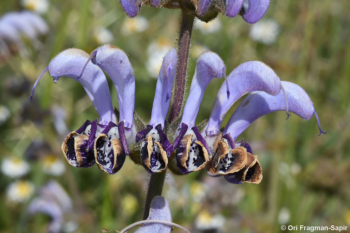 Salvia indica  Geotagged,Salvia indica,Spring