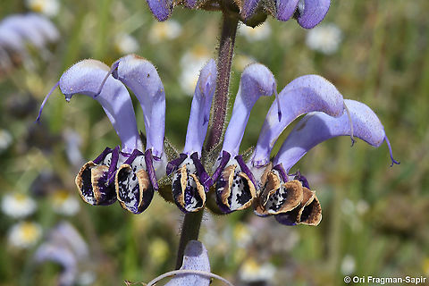Salvia indica  Geotagged,Salvia indica,Spring