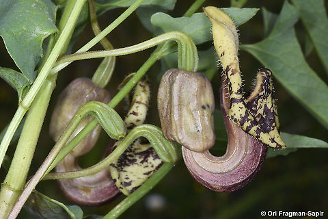 Aristolochia bottae  Aristolochia bottae,Geotagged,Spring