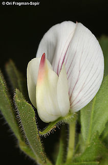 Ononis biflora  Geotagged,Ononis biflora,Spring