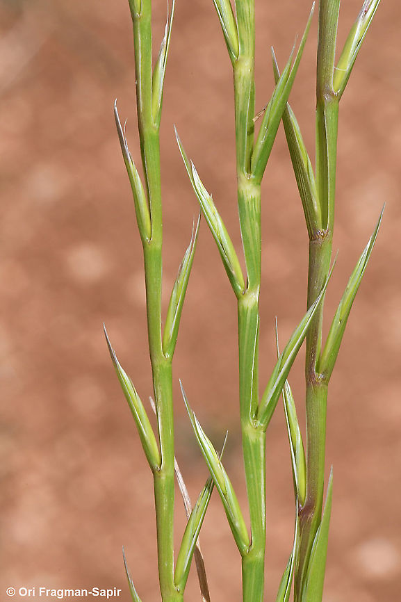 Lolium subulatum  Geotagged,Lolium subulatum,Spring