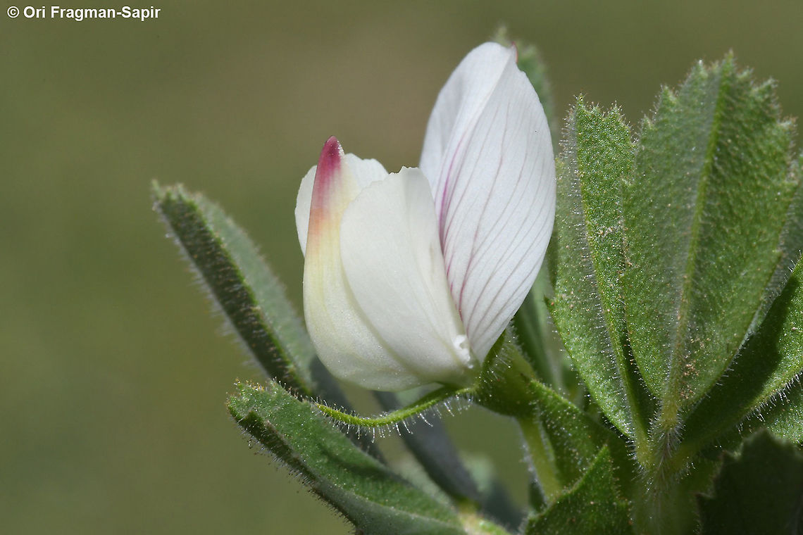 Ononis biflora  Geotagged,Ononis biflora,Spring