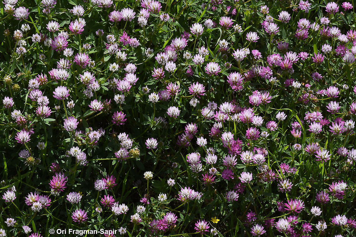 Trifolium glanduliferum  Geotagged,Spring,Trifolium glanduliferum