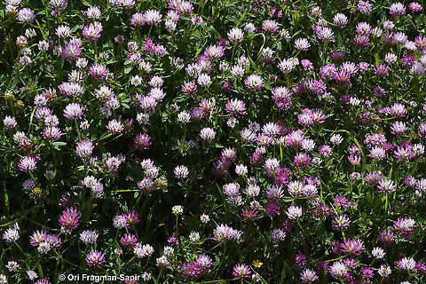 Trifolium glanduliferum  Geotagged,Spring,Trifolium glanduliferum