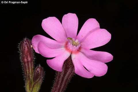 Silene damascena