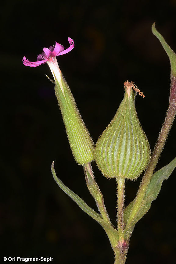Silene conoidea  Geotagged,Silene conoidea,Spring,Weed silene