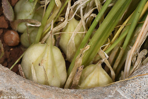Iris vartanii It was difficult to find the fruits of this beautiful iris. They were hidden at the plant base in the grass. Geotagged,Iris vartanii,Spring,Vartan's Iris
