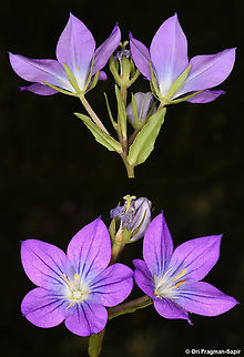 Legousia pentagonia  Geotagged,Legousia pentagonia,Spring