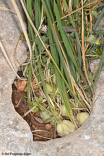 Iris vartanii It was difficult to find the fruits of this beautiful iris. They were hidden at the plant base in the grass. Geotagged,Iris vartanii,Spring,Vartan's Iris