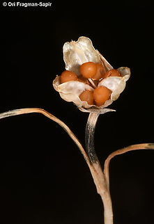 Romulea columnae  Dark veined Romulea,Romulea columnae