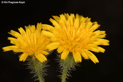 Hypochaeris achyrophorus  Geotagged,Hypochaeris achyrophorus,Spring