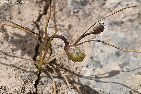 Romulea columnae  Dark veined Romulea,Geotagged,Romulea columnae,Spring