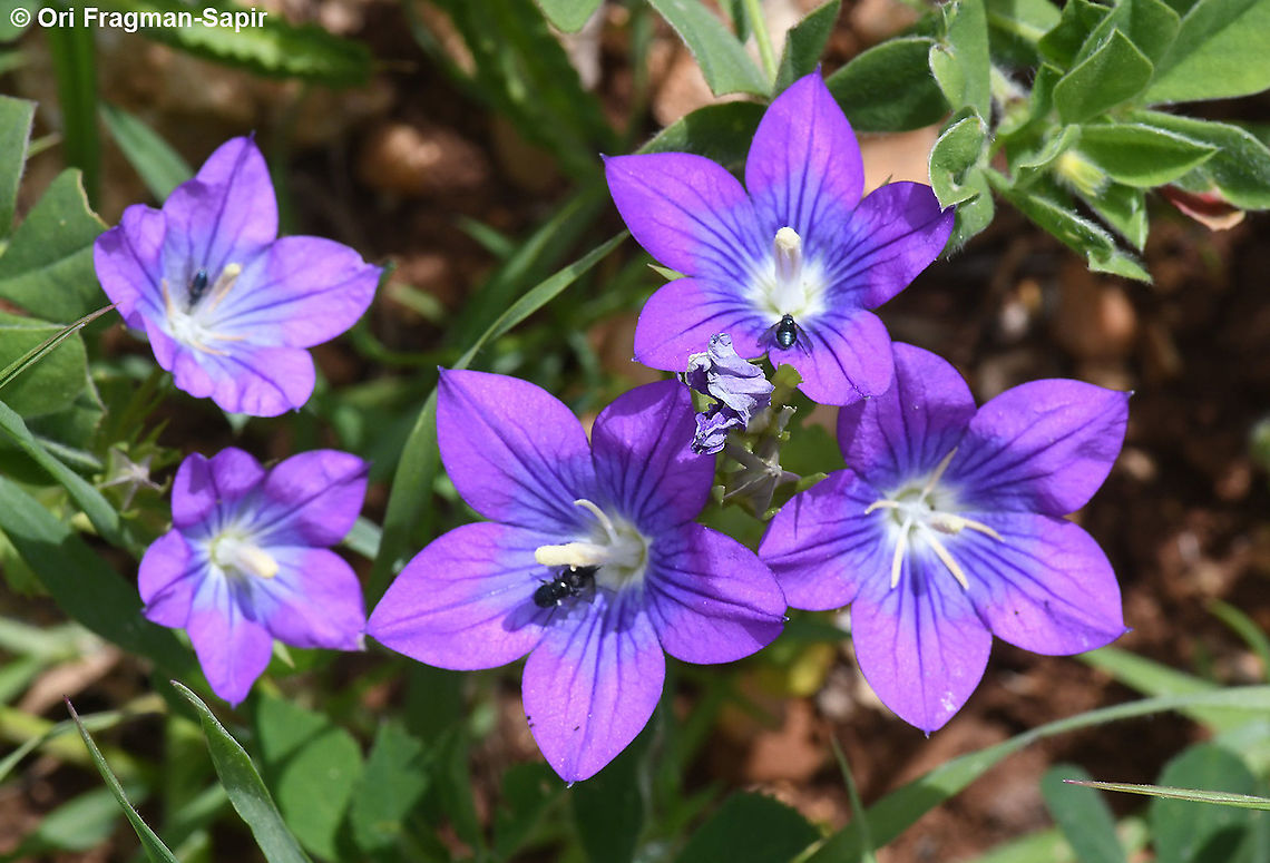 Legousia pentagonia  Geotagged,Legousia pentagonia,Spring