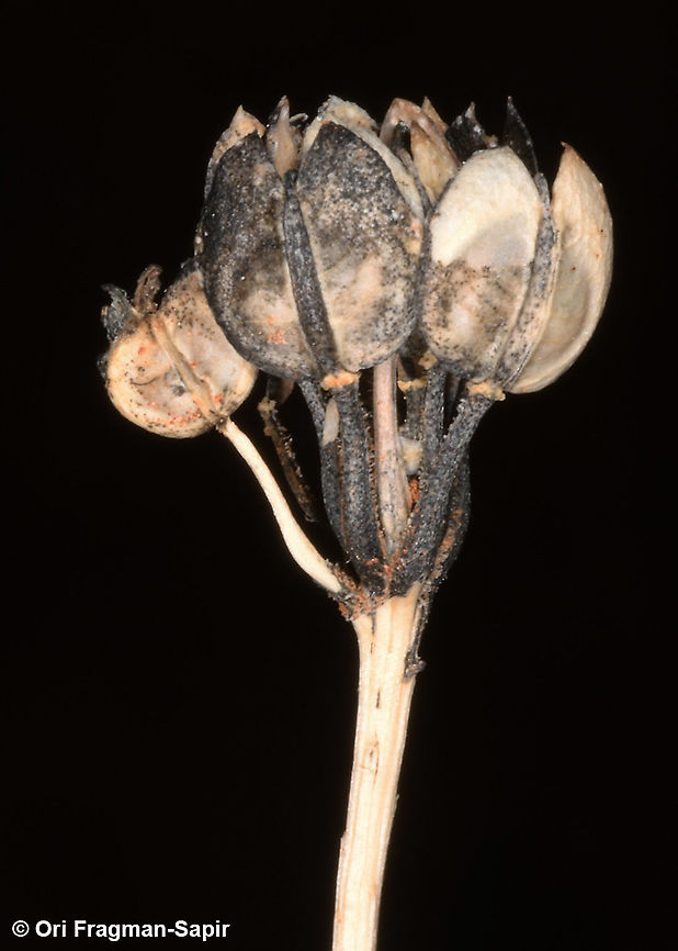 Iberis odorata  Geotagged,Iberis odorata,Spring