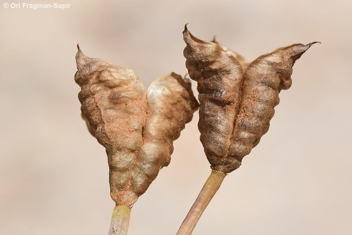 Colchicum stevenii  Colchicum  stevenii,Geotagged,Spring,Steven's meadow saffron