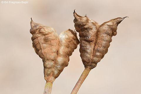 Colchicum stevenii  Colchicum  stevenii,Geotagged,Spring,Steven's meadow saffron