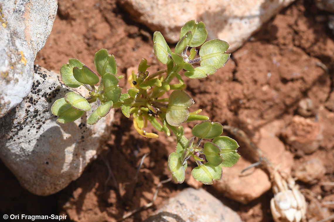 Iberis odorata  Geotagged,Iberis odorata,Spring