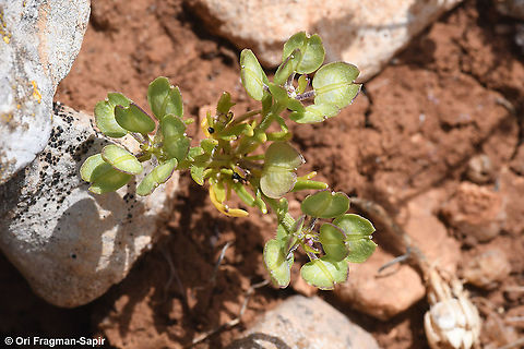 Iberis odorata  Geotagged,Iberis odorata,Spring