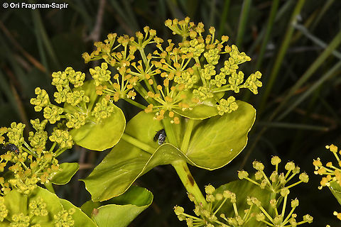 Smyrnium connatum  Geotagged,Smyrnium connatum,Spring