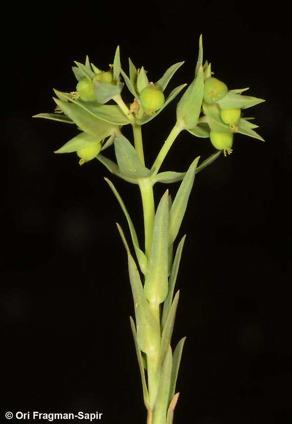 Euphorbia exigua  Euphorbia exigua,Geotagged,Spring
