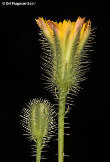 Hypochaeris achyrophorus  Geotagged,Hypochaeris achyrophorus,Spring