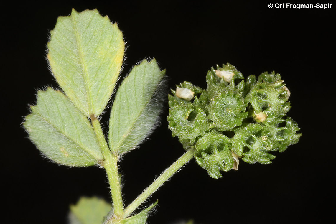 Medicago coronata  Crown Medick,Geotagged,Medicago coronata,Spring