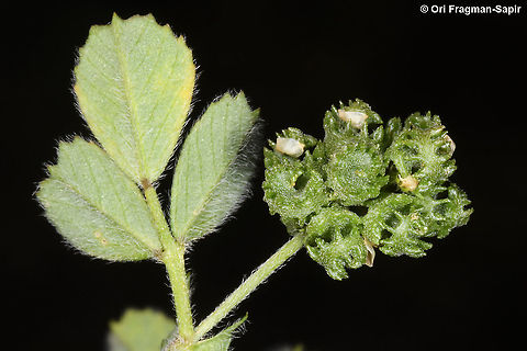 Medicago coronata  Crown Medick,Geotagged,Medicago coronata,Spring