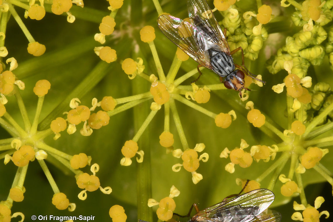 Smyrnium connatum  Geotagged,Smyrnium connatum,Spring