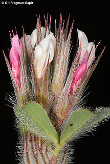 Trifolium stellatum