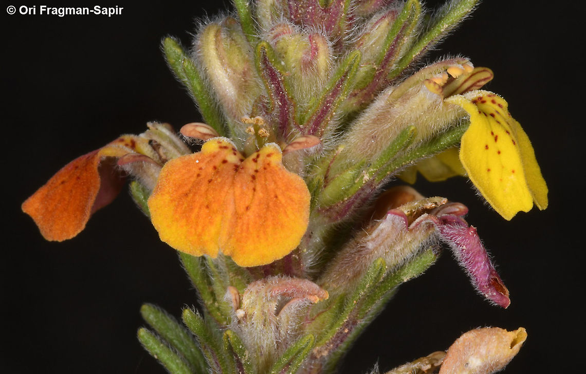 Ajuga chamaepitys subsp. chia  Ajuga chamaepitys,Geotagged,Spring,Yellow Bugle