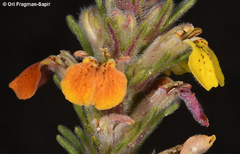 Ajuga chamaepitys subsp. chia  Ajuga chamaepitys,Geotagged,Spring,Yellow Bugle