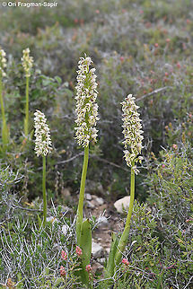 Orchis galilaea  Geotagged,Orchis galilaea,Spring