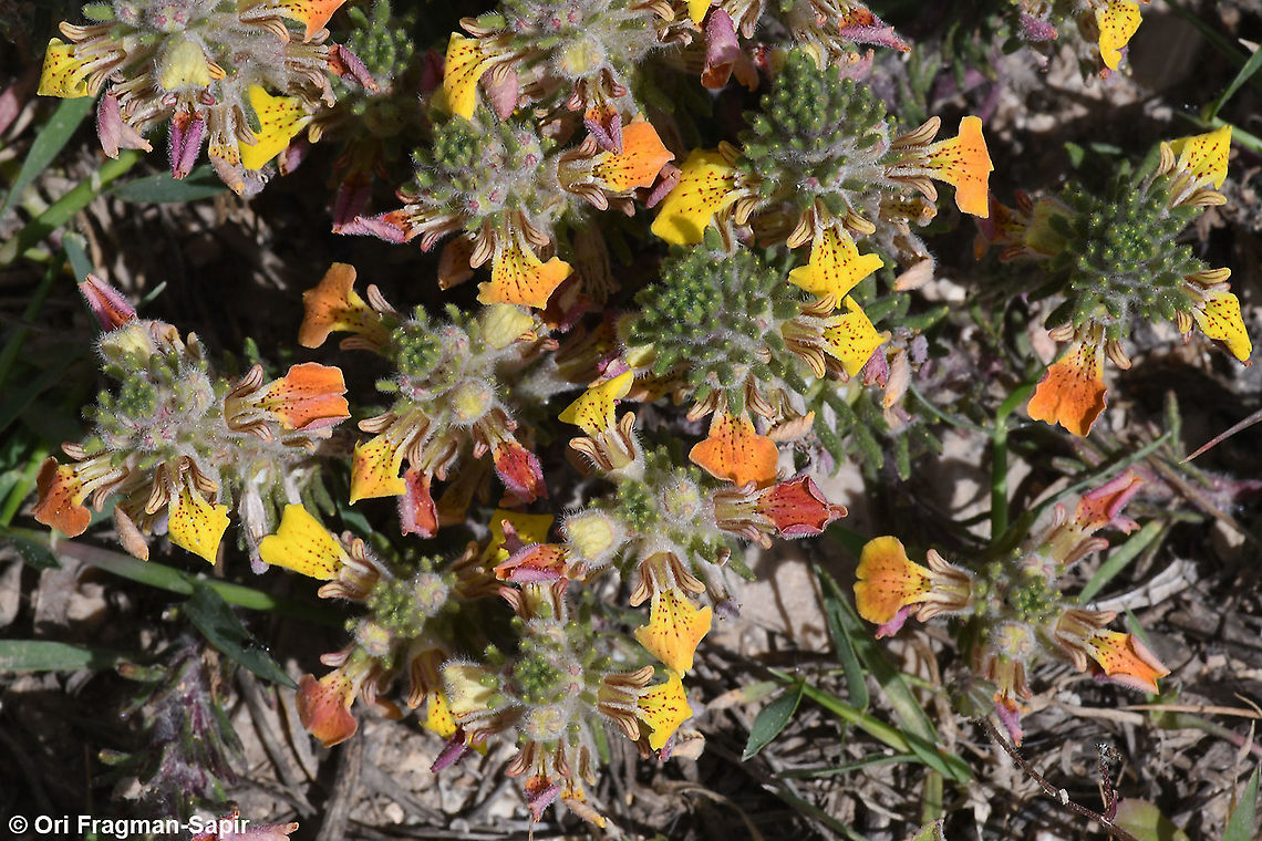 Ajuga chamaepitys subsp. chia  Ajuga chamaepitys,Geotagged,Spring,Yellow Bugle