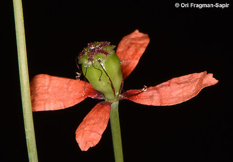 Papaver decaisnei  Papaver decaisnei