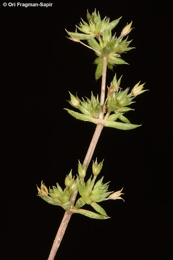 Crassula alata  Crassula alata