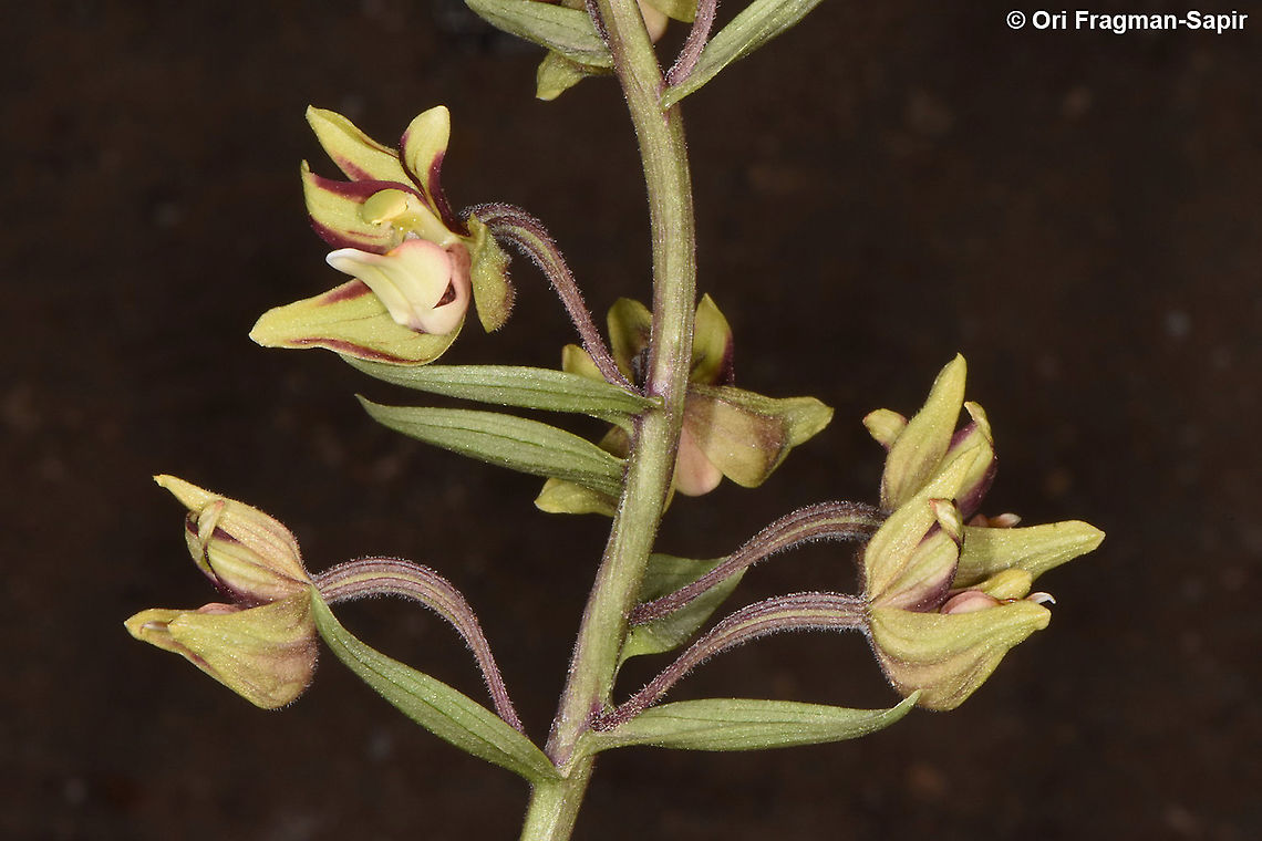 Epipactis veratrifolia  Epipactis veratrifolia