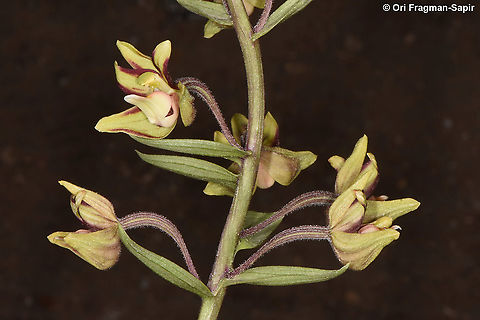 Epipactis veratrifolia  Epipactis veratrifolia