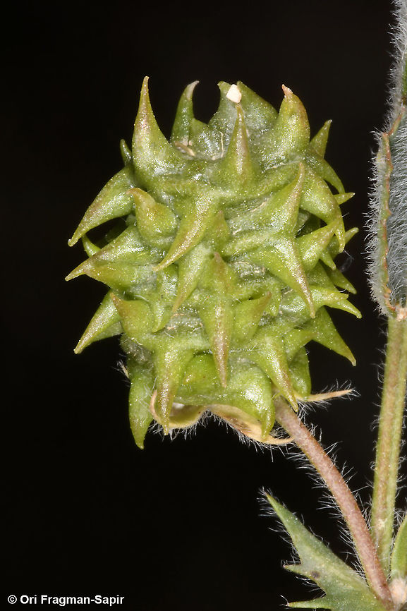 Medicago truncatula  Geotagged,Medicago truncatula,Spring
