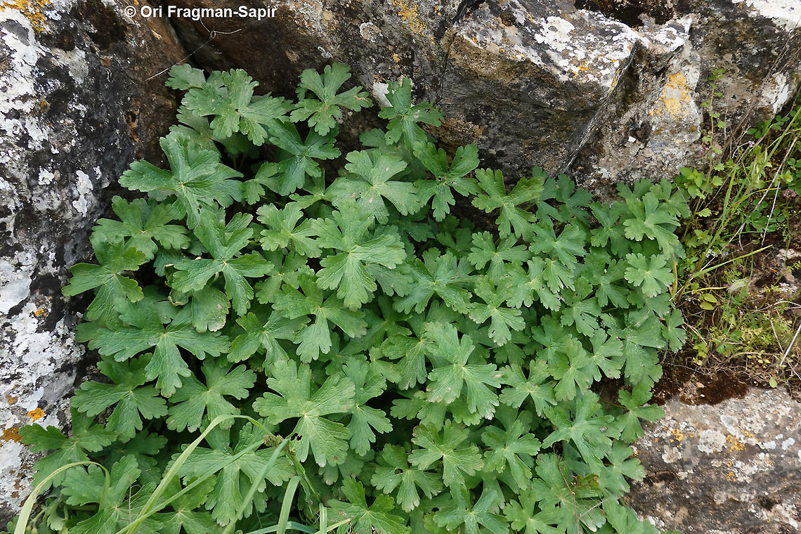 Geranium libani  Geotagged,Geranium libani,Spring