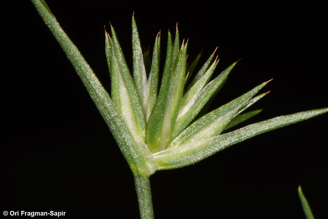 Juncus capitatus  Juncus capitatus