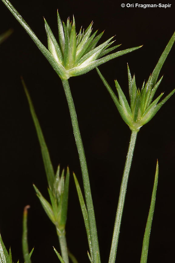 Juncus capitatus  Juncus capitatus