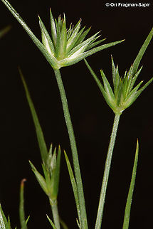 Juncus capitatus  Juncus capitatus