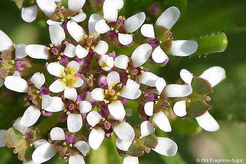 Iberis odorata  Iberis odorata