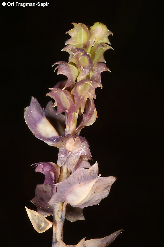 Aethionema carneum  Aethionema carneum,Geotagged,Spring