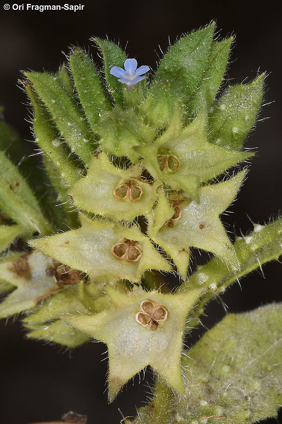 Melanortocarya obtusifolia  Geotagged,Melanortocarya obtusifolia,Spring