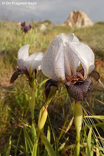Iris atrofusca  Geotagged,Iris atrofusca,Judean Iris,Spring