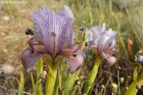 Iris atrofusca  Geotagged,Iris atrofusca,Judean Iris,Spring