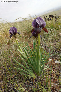 Iris atrofusca  Geotagged,Iris atrofusca,Judean Iris,Spring