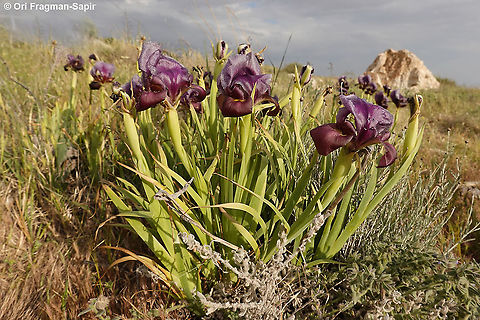 Iris atrofusca  Geotagged,Iris atrofusca,Judean Iris,Spring